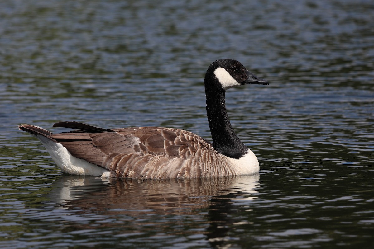 Kanadako branta (canadensis Taldekoa) - ML623135860