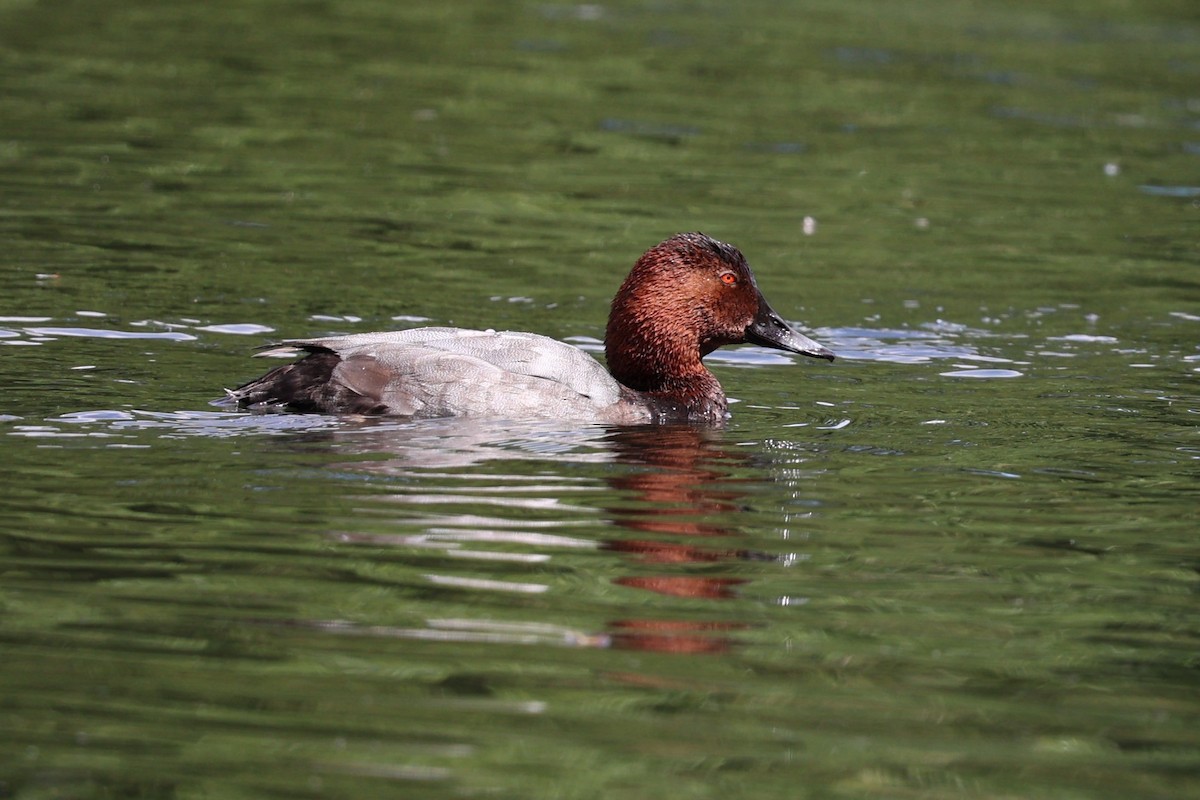 Common Pochard - Jian-Long(建龍) WU(吳)