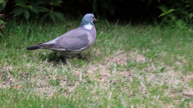 Common Wood-Pigeon (White-necked) - ML623135892