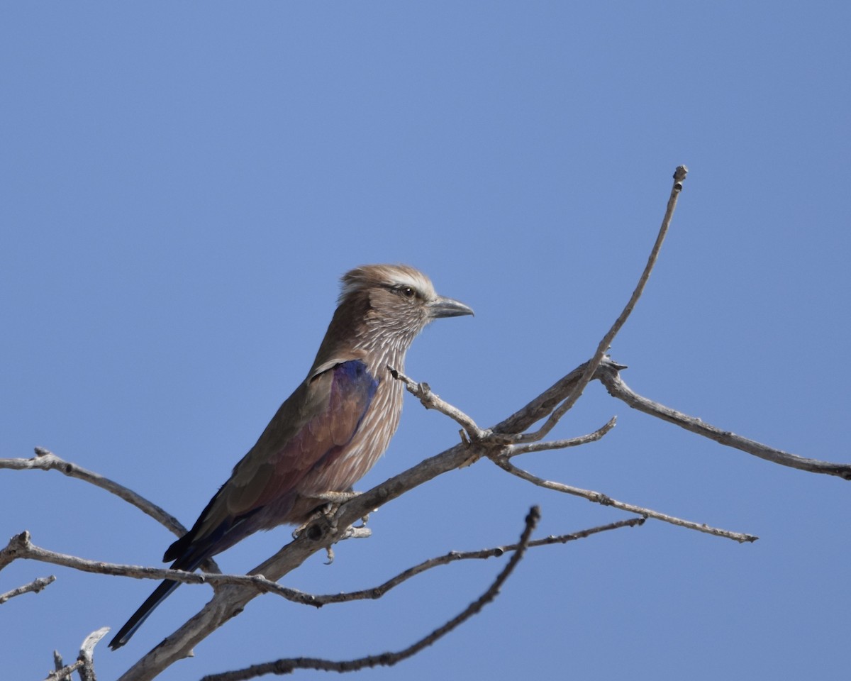 Rufous-crowned Roller - ML623135902