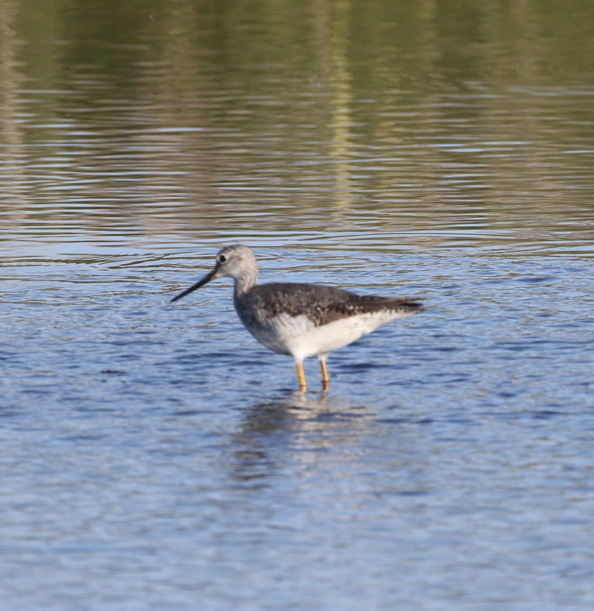 Greater Yellowlegs - ML623135918