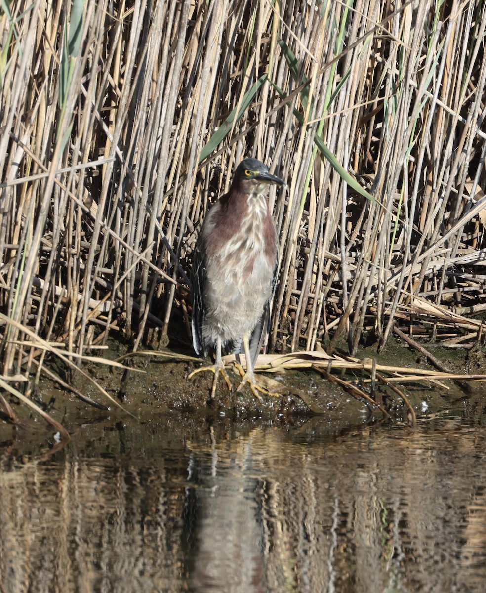 Green Heron - ML623135925