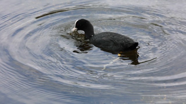 Eurasian Coot - ML623135932