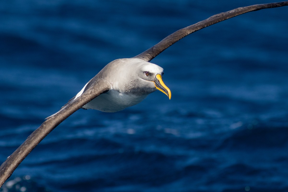 Albatros de Buller - ML623135983