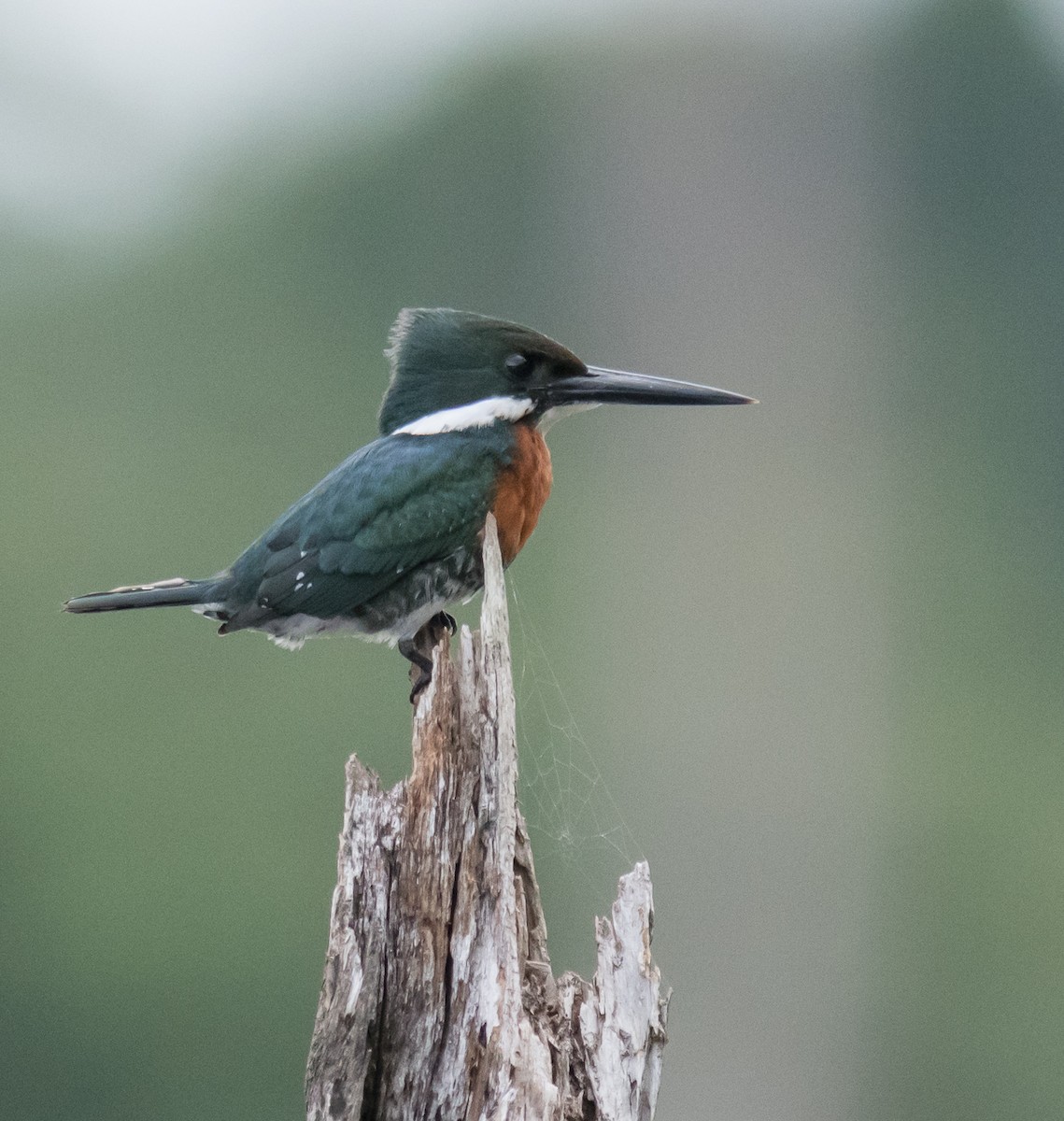 Green Kingfisher - ML623135986