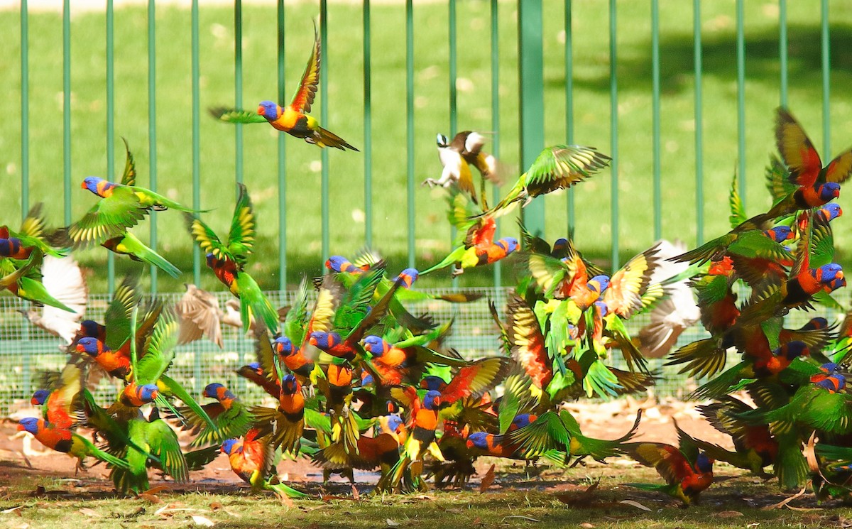 Red-collared Lorikeet - ML623136019