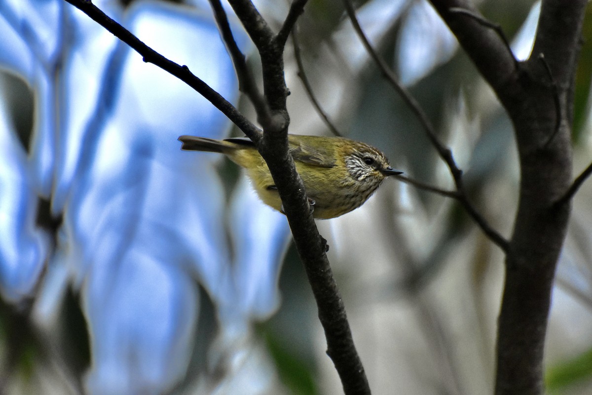 Striated Thornbill - ML623136022