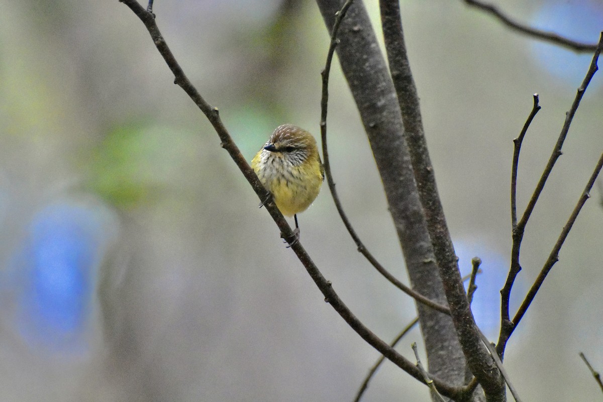 Striated Thornbill - ML623136027