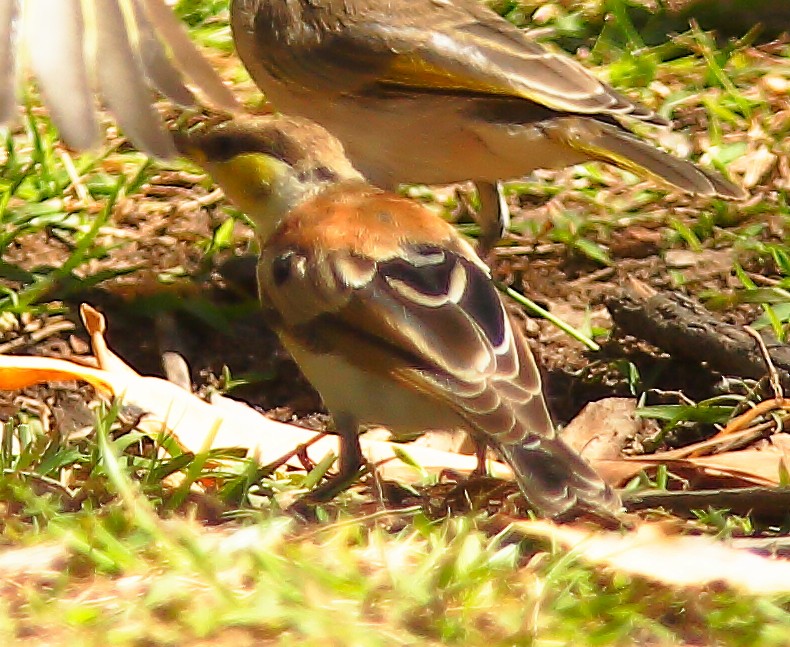 Banded Honeyeater - ML623136031