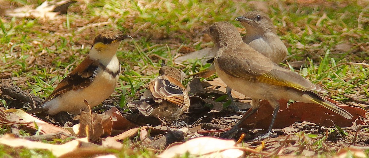 Banded Honeyeater - ML623136032