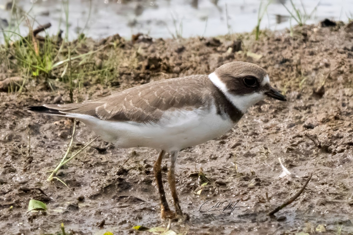 Semipalmated Plover - ML623136055