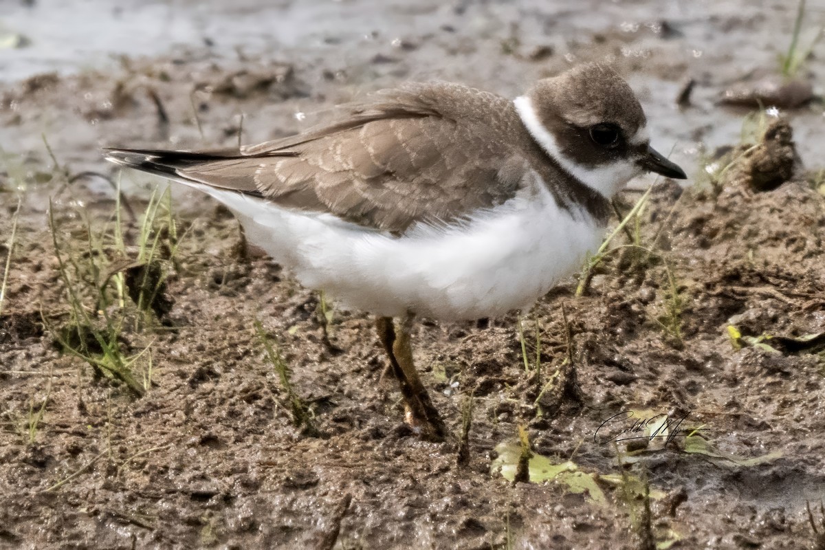 Semipalmated Plover - ML623136056