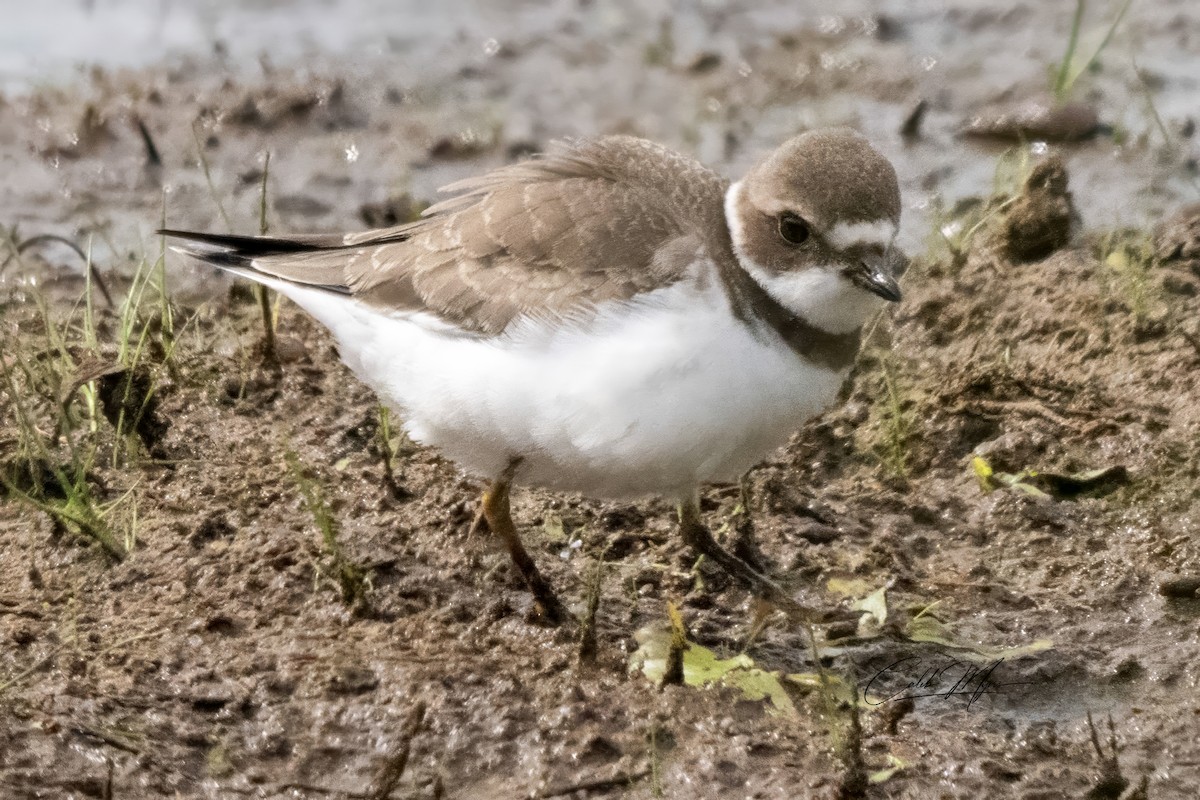 Semipalmated Plover - ML623136057