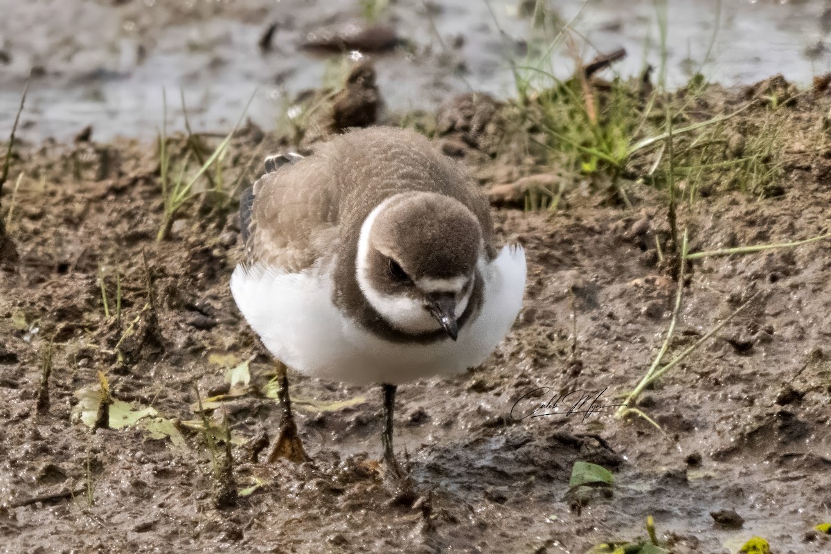 Semipalmated Plover - ML623136058