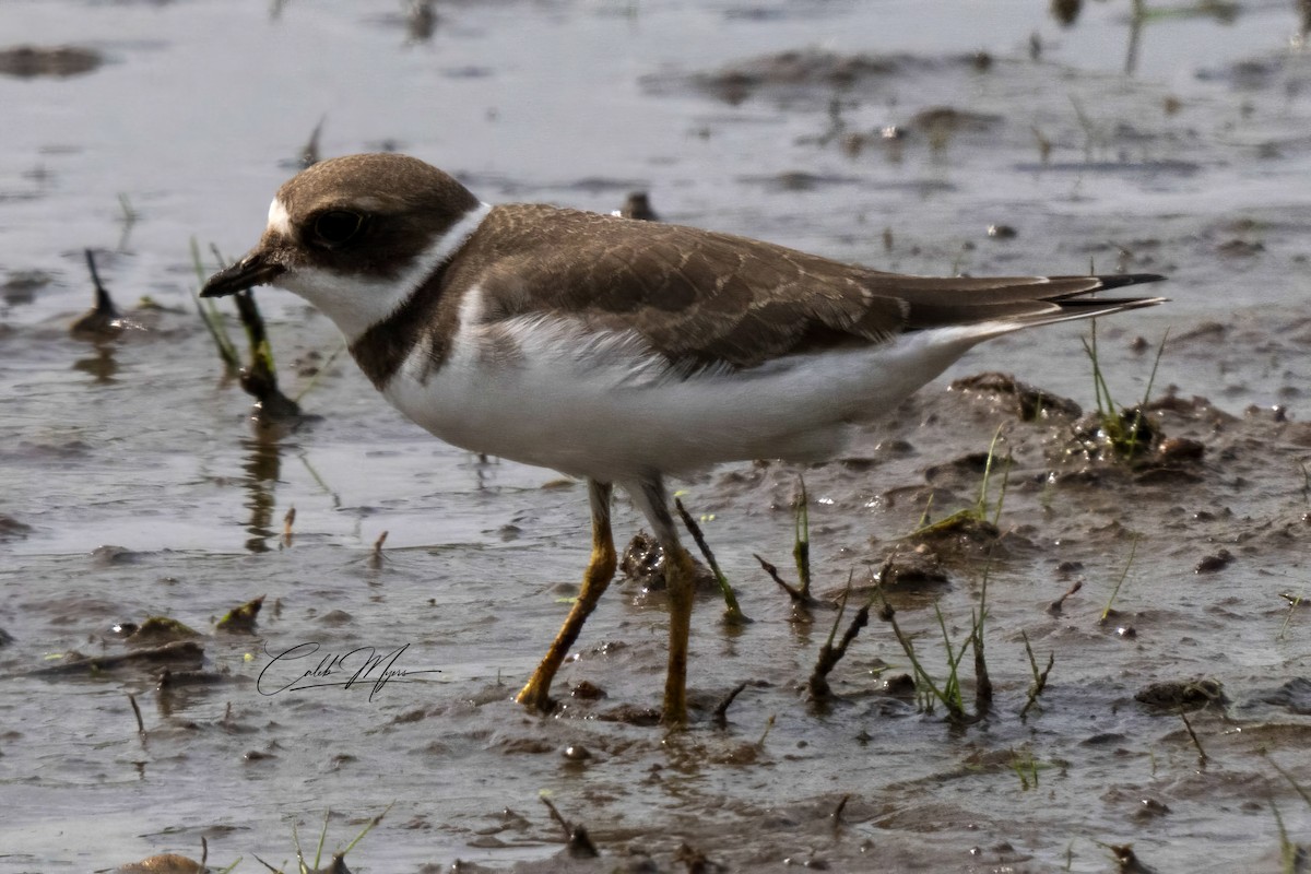 Semipalmated Plover - ML623136059