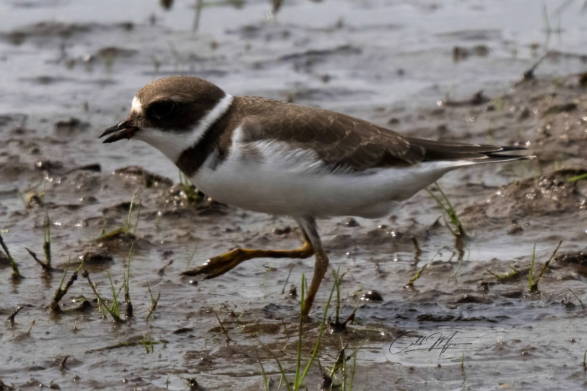 Semipalmated Plover - Caleb Myers