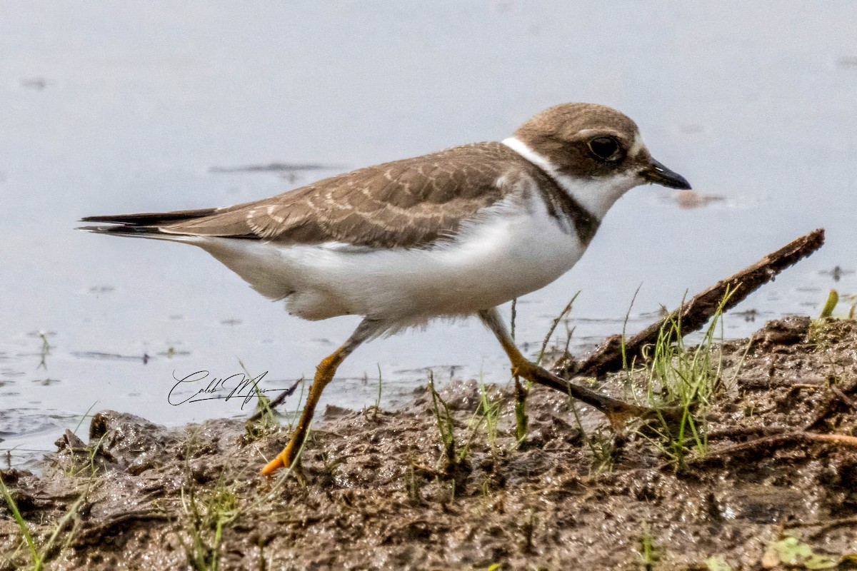 Semipalmated Plover - ML623136062