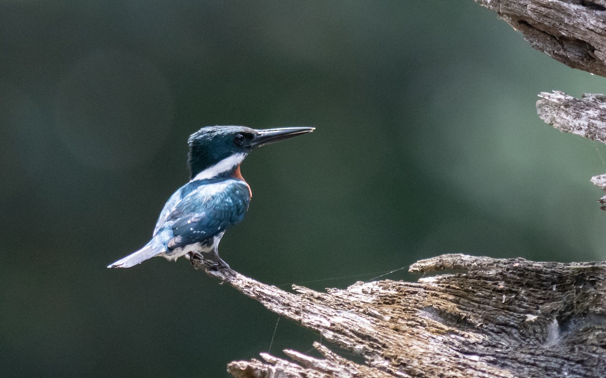 Green Kingfisher - ML623136066