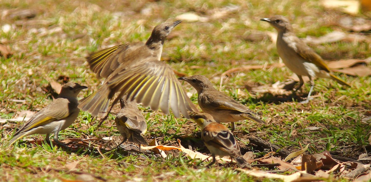 Rufous-throated Honeyeater - ML623136098