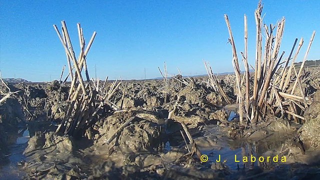 Pipit spioncelle - ML623136099