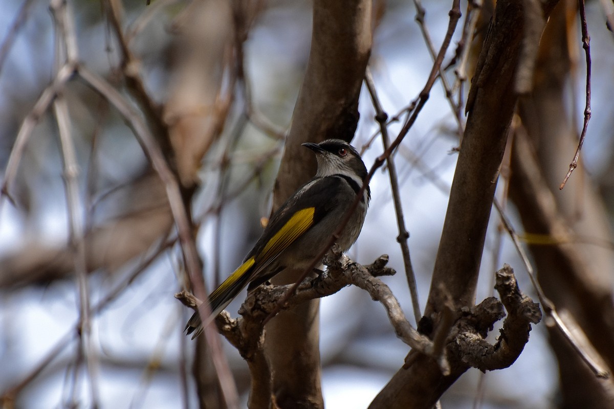 Crescent Honeyeater - ML623136120