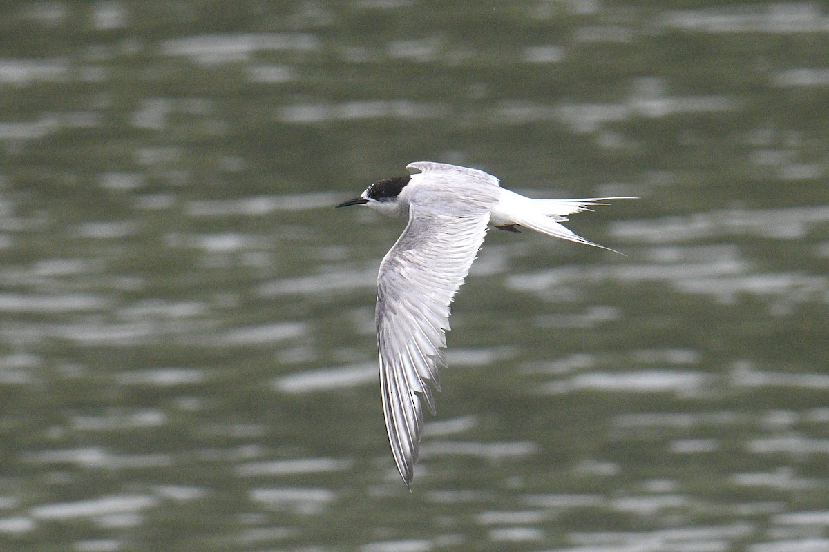 eBird Checklist - 31 Aug 2024 - Sassoon Dock - 11 species