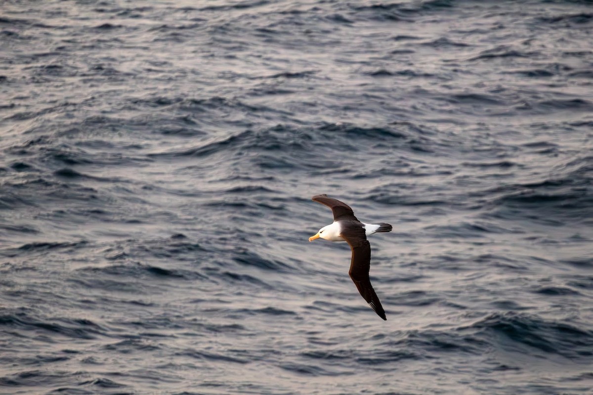 Black-browed Albatross - ML623136160