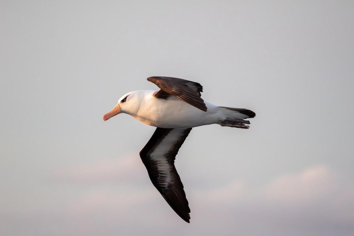 Black-browed Albatross (Campbell) - ML623136165