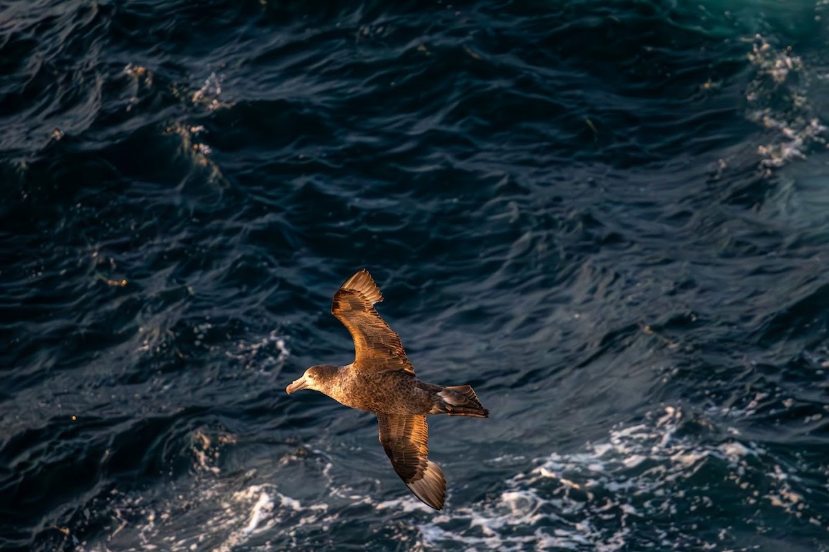 Southern Giant-Petrel - ML623136177