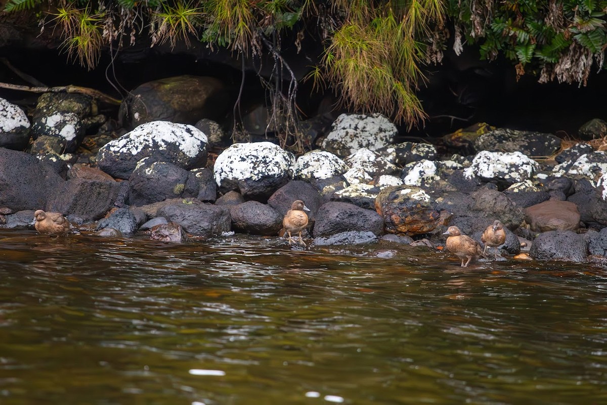 Aucklandente - ML623136191