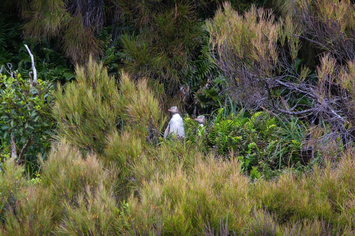 Yellow-eyed Penguin - ML623136194