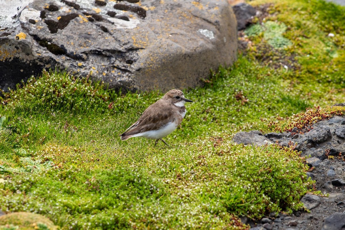 Double-banded Plover - ML623136228