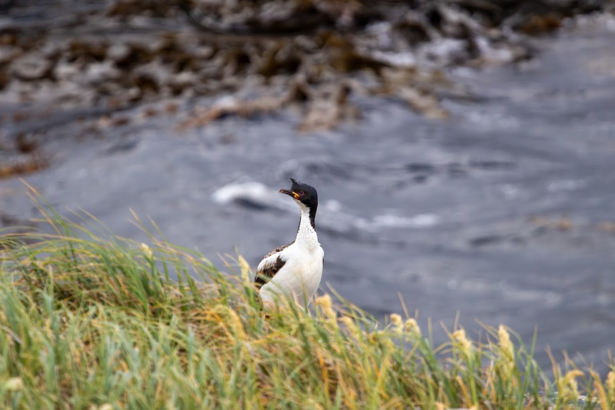 Aucklandscharbe - ML623136229