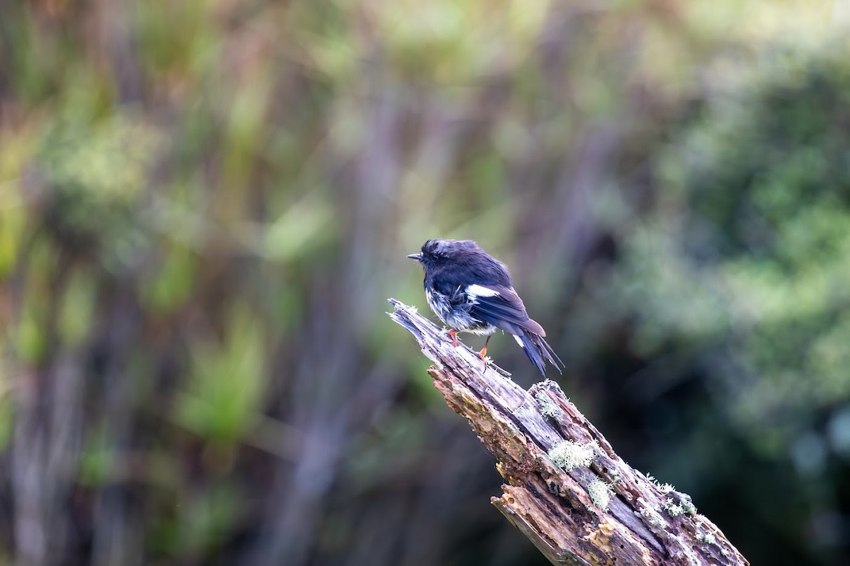 Maorischnäpper - ML623136233