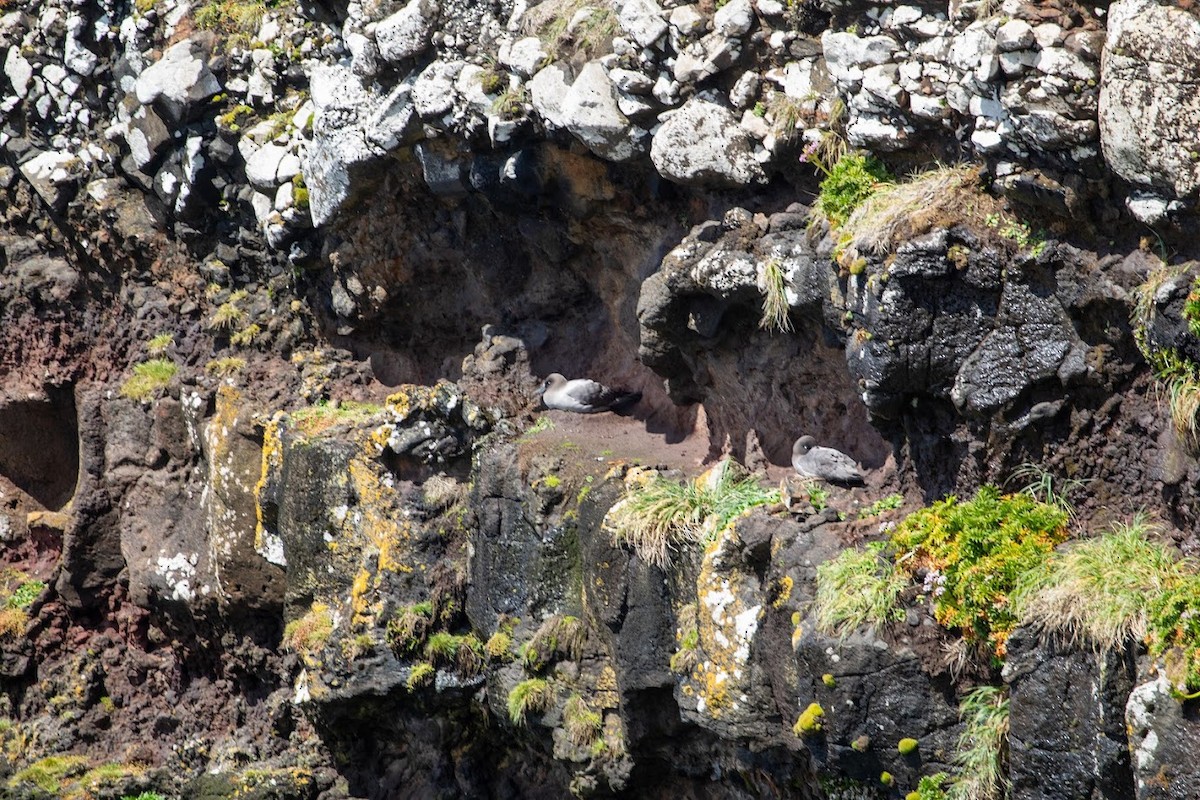 Light-mantled Albatross - ML623136238
