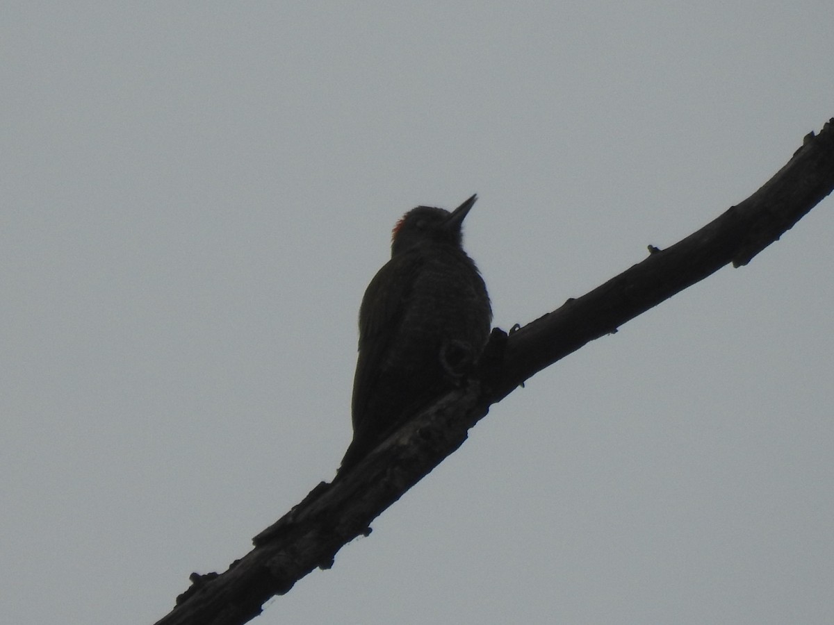 Little Woodpecker - ML623136247