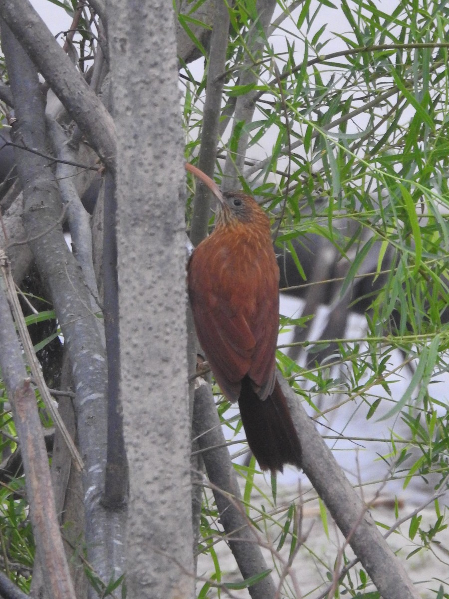 Red-billed Scythebill - ML623136255