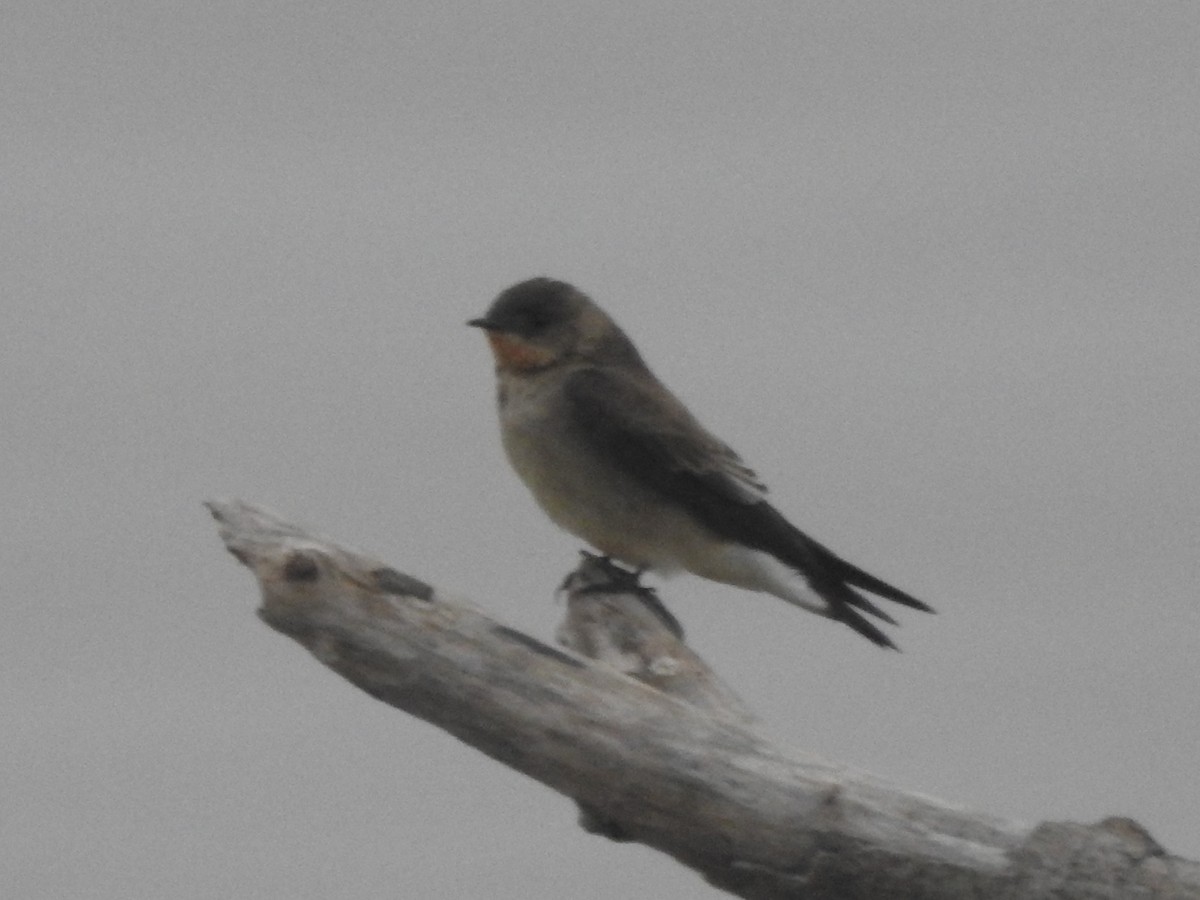 Southern Rough-winged Swallow - ML623136257