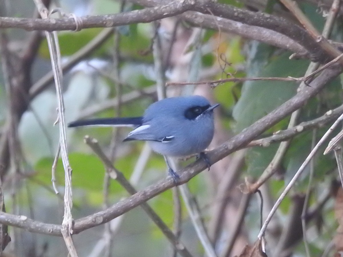 Masked Gnatcatcher - ML623136258