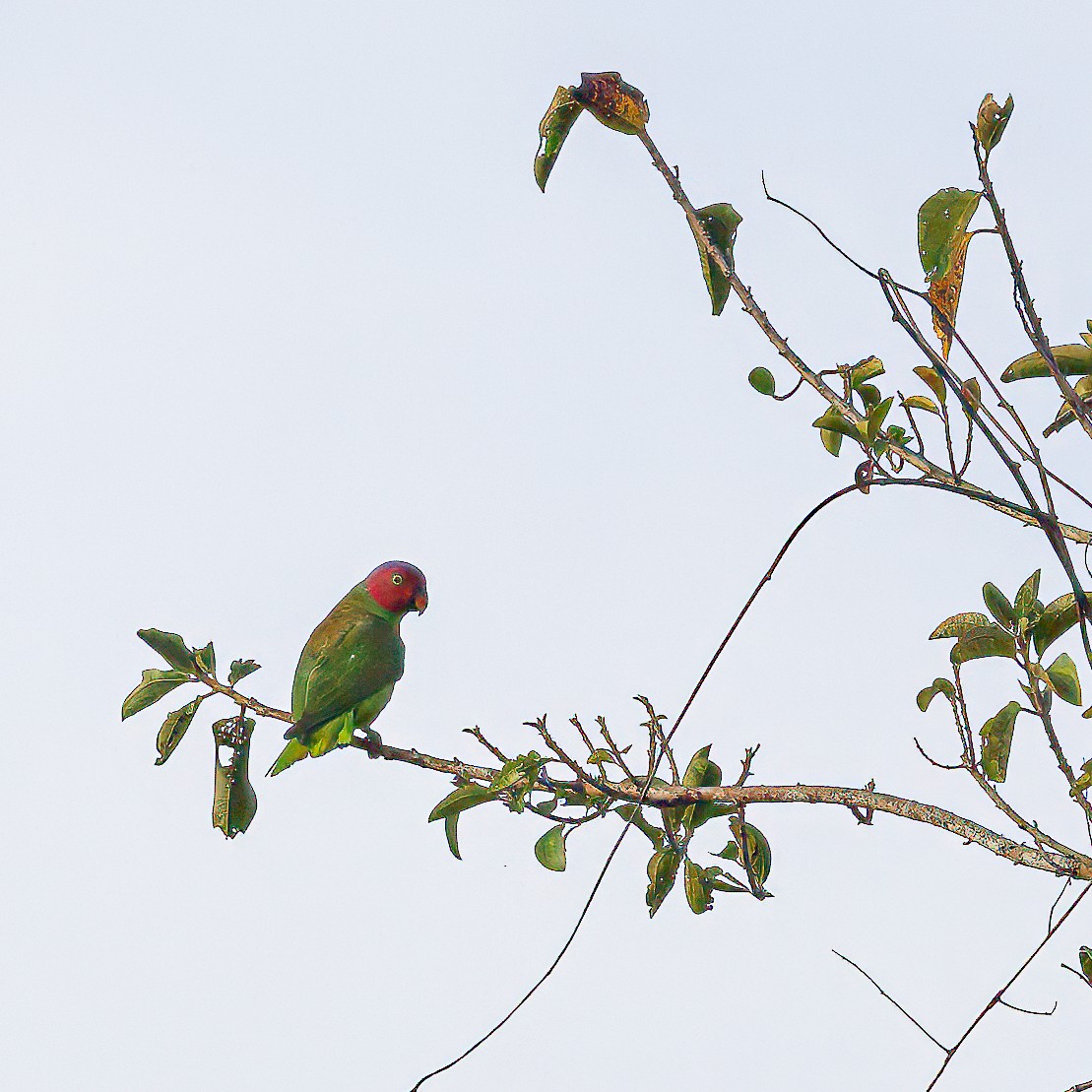 Red-cheeked Parrot - ML623136264