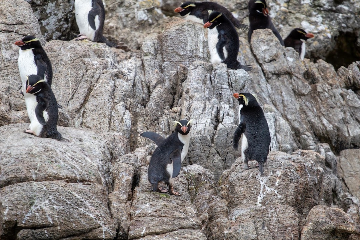 Snares Penguin - ML623136281