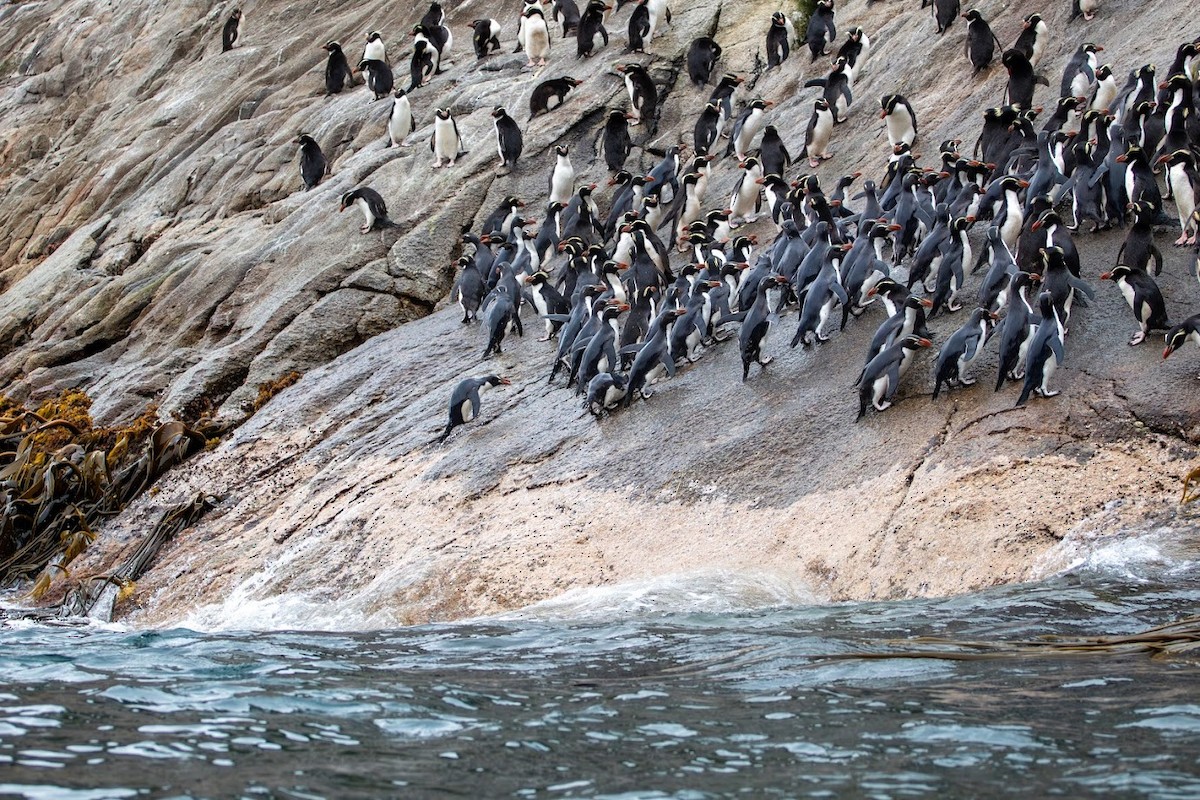 Snares Penguin - ML623136284