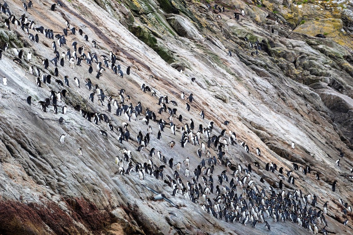 Snares Penguin - ML623136286