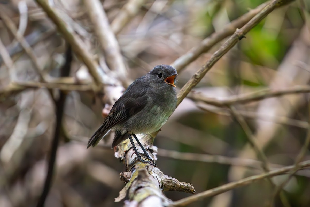 South Island Robin - ML623136304