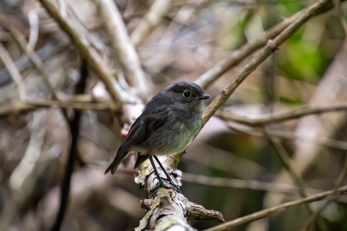 South Island Robin - ML623136306