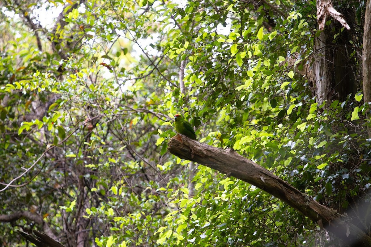 Red-crowned Parakeet - ML623136311