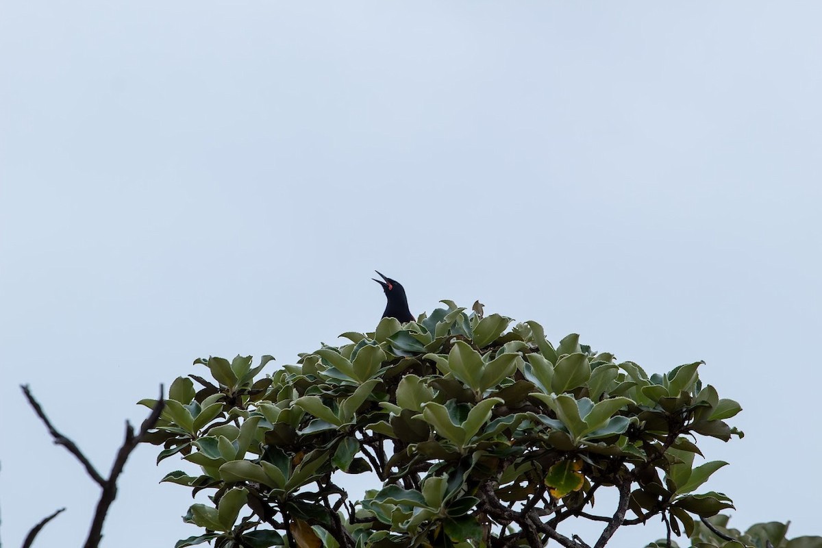 South Island Saddleback - Michael Dine