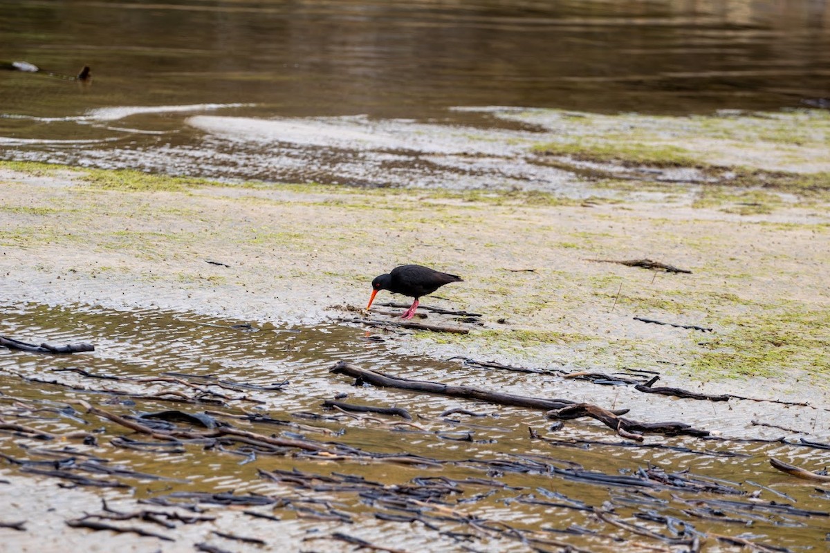South Island Oystercatcher - ML623136315