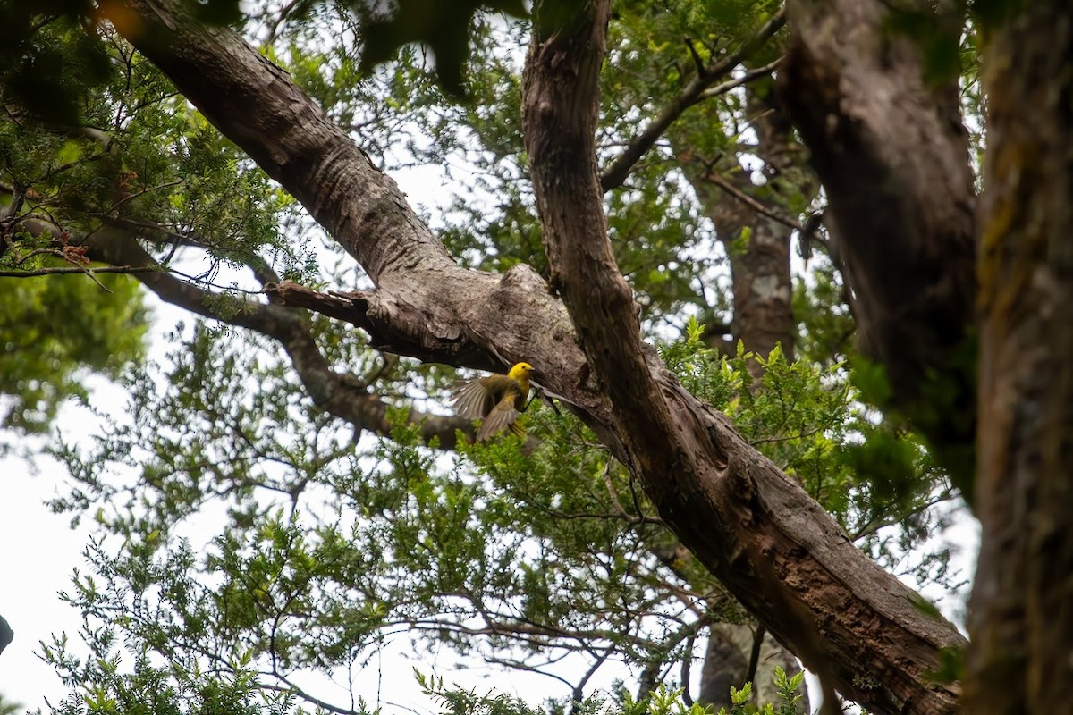 Yellowhead - ML623136316