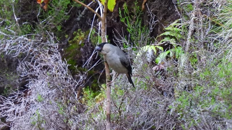 Azores Bullfinch - ML623136327